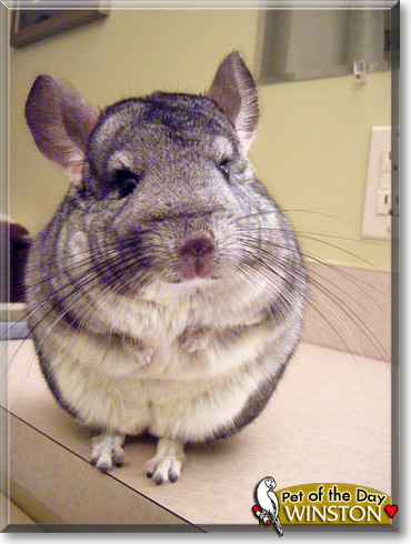 Winston, the Pet of the Day