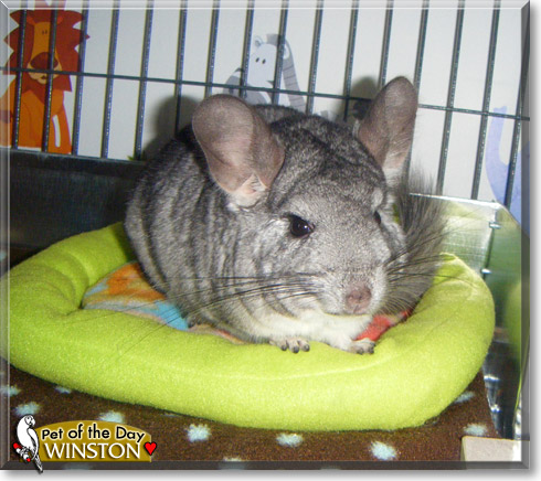 Winston, the Pet of the Day
