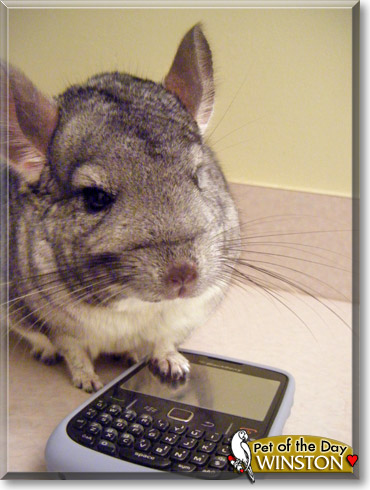 Winston, the Pet of the Day