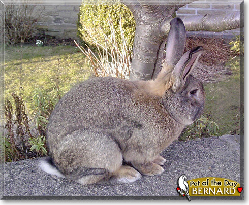 Bernard, the Pet of the Day