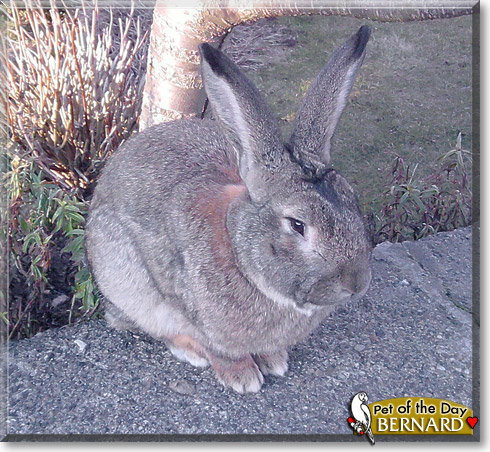 Bernard, the Pet of the Day
