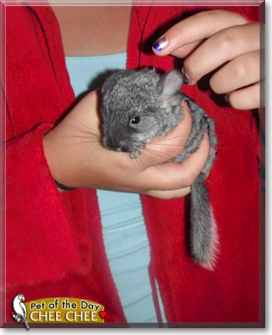 Chee Chee, the Pet of the Day