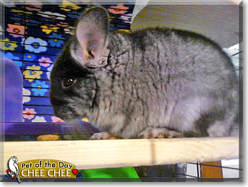 Chee Chee, the Pet of the Day