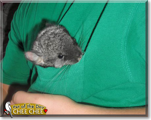 Chee Chee, the Pet of the Day