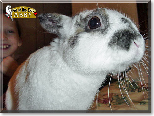 Abby, the Pet of the Day