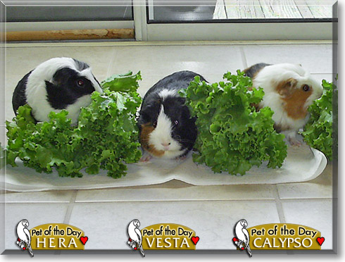 Hera, Vesta, and Calypso, the Pet of the Day