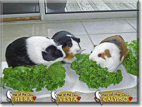 Hera, Vesta, and Calypso, the Pet of the Day