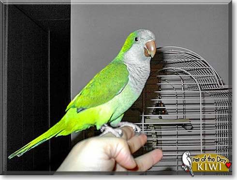 Kiwi, the Pet of the Day