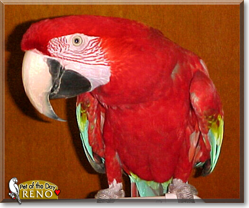 Reno, the Pet of the Day Reno, the Pet of the Day