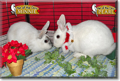 Minnie, Pearl, the Pet of the Day Minnie, Pearl, the Pet of the Day