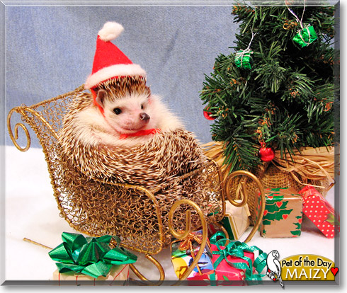 Maizy, the Pet of the Day