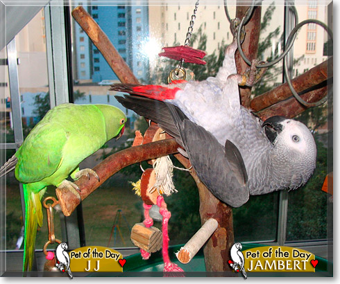 Jambert, JJ, the Pet of the Day Jambert, JJ, the Pet of the Day