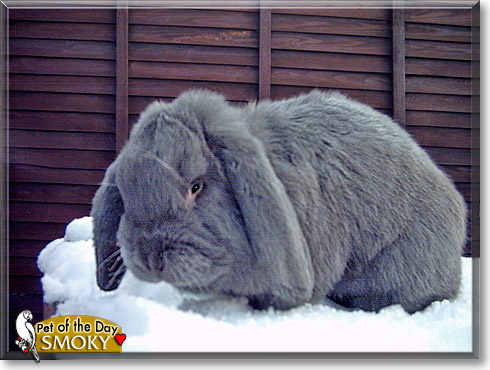 Smoky, the Pet of the Day