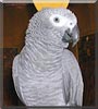 Aladar