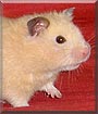 Peanut