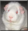 Norman