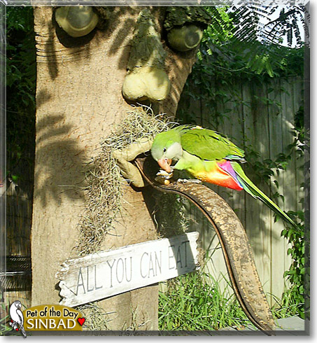 Sinbad, the Pet of the Day Sinbad, the Pet of the Day