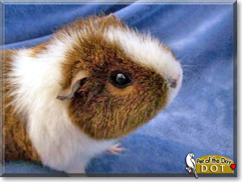 Dot, the Pet of the Day