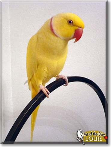 Louie, the Pet of the Day