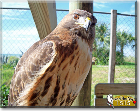 Isis, the Pet of the Day