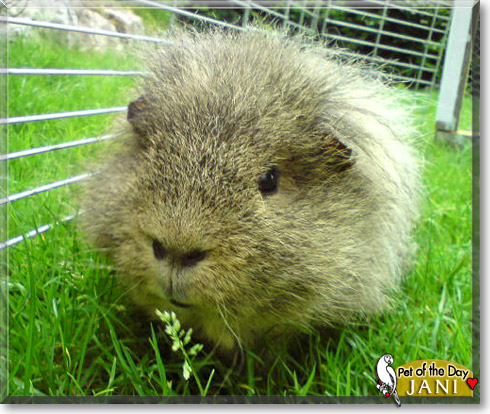Jani, the Pet of the Day