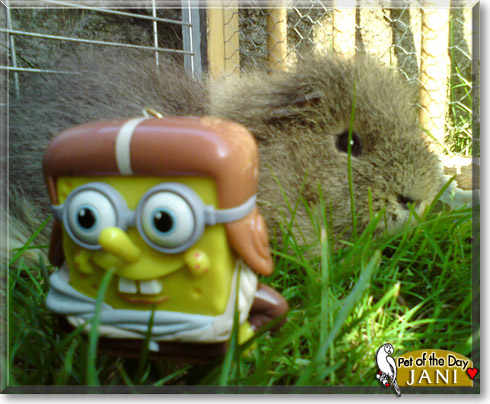Jani, the Pet of the Day