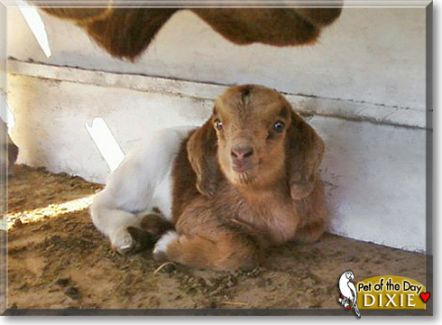 Dixie, the Pet of the Day Dixie, the Pet of the Day