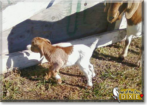 Dixie, the Pet of the Day Dixie, the Pet of the Day
