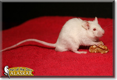 Alaskar, the Pet of the Day Alaskar, the Pet of the Day