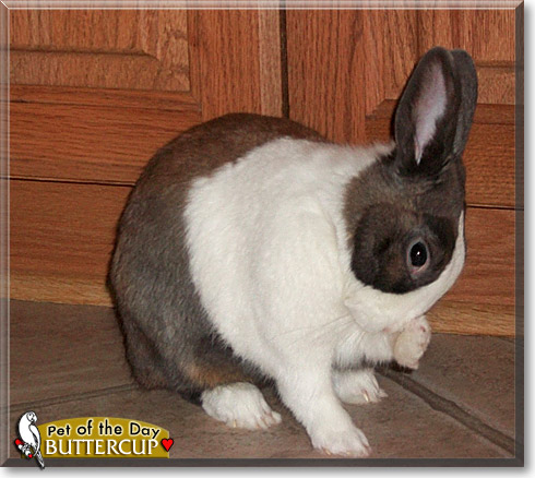 Buttercup, the Pet of the Day