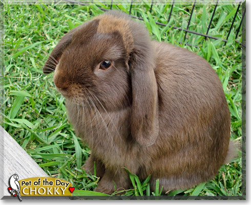 Chokky, the Pet of the Day