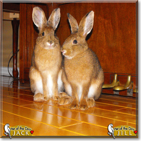 Jack and Jill, the Pet of the Day Jack and Jill, the Pet of the Day