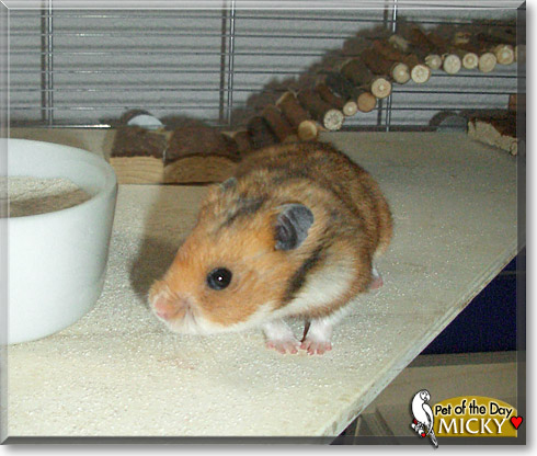 Micky, the Pet of the Day