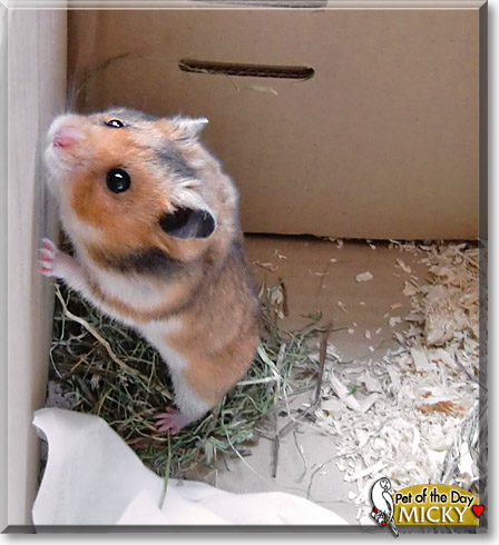 Micky, the Pet of the Day