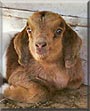 Dixie