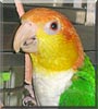Pico