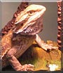 Lizzie