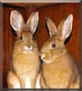 Jack and Jill