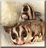 Shy and Courage