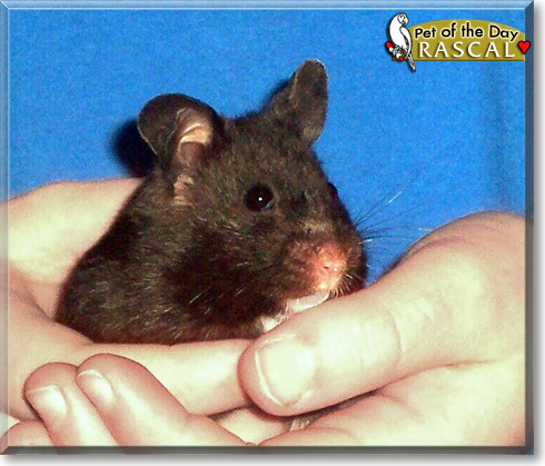 Rascal, the Pet of the Day