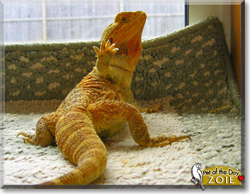 Zoie, the Pet of the Day Zoie, the Pet of the Day