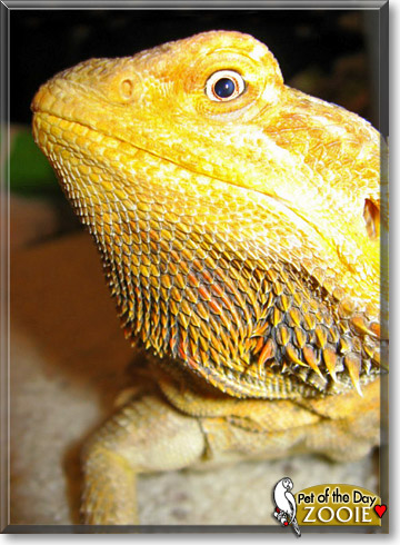 Zoie, the Pet of the Day Zoie, the Pet of the Day