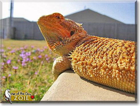 Zoie, the Pet of the Day Zoie, the Pet of the Day