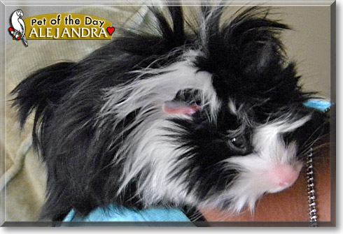 Alejandra, the Pet of the Day