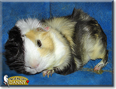 Danny, the Pet of the Day