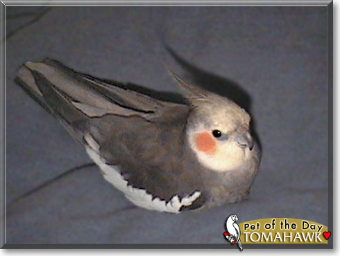 Tomahawk, the Pet of the Day