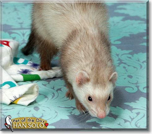 Han Solo, the Pet of the Day