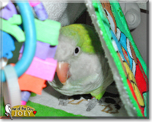 Joey, the Pet of the Day