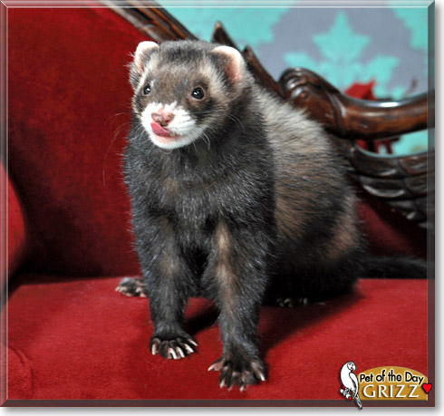 Grizz, the Pet of the Day