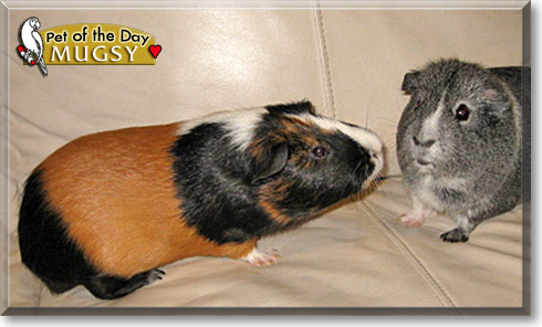 Mugsy, the Pet of the Day